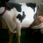 Rae cow